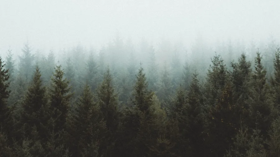 France forrests.png France forrests